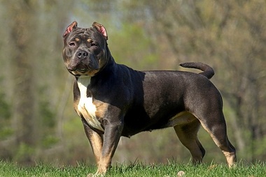 Pitbull for sale